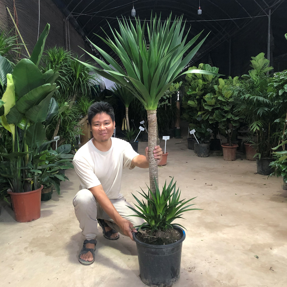 好养叶须长老桩铁树龙血造独单头空壮耐阴粗树太龙杆绿植龙铁木型