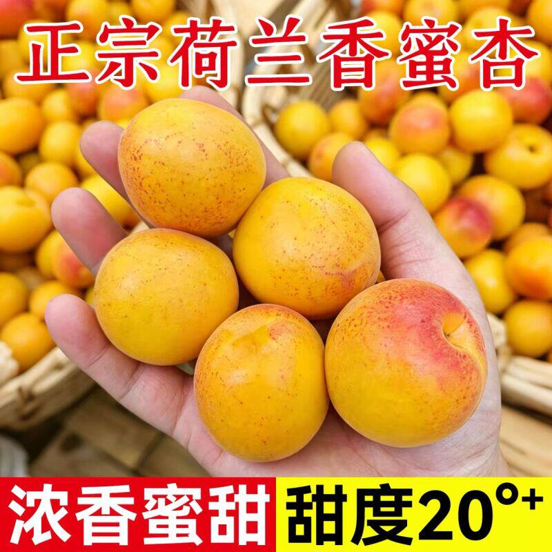 正宗荷兰香蜜杏新鲜应季纯甜