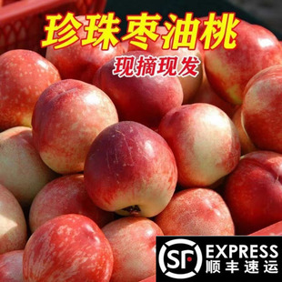 老树正宗珍珠枣油桃香甜枣味小油桃孕妇水果桃子送礼纯甜枣桃顺丰