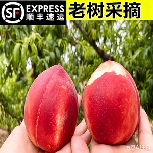 山西老树红子现毛桃新鲜水果应季