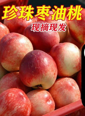 老树珍珠枣油桃香甜纯甜3斤装
