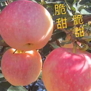 2025年山西临猗早熟红苹果新鲜脆甜应季红富士水果10斤孕妇丑苹果