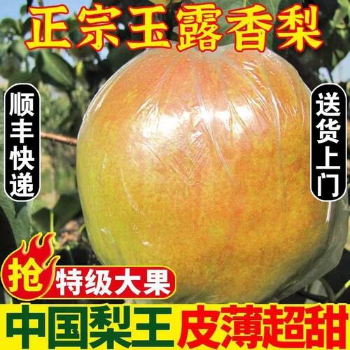 山西农家特产头茬现新鲜玉露香梨