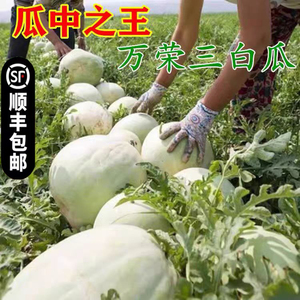 三白瓜白瓤白西瓜万荣县特产顺丰