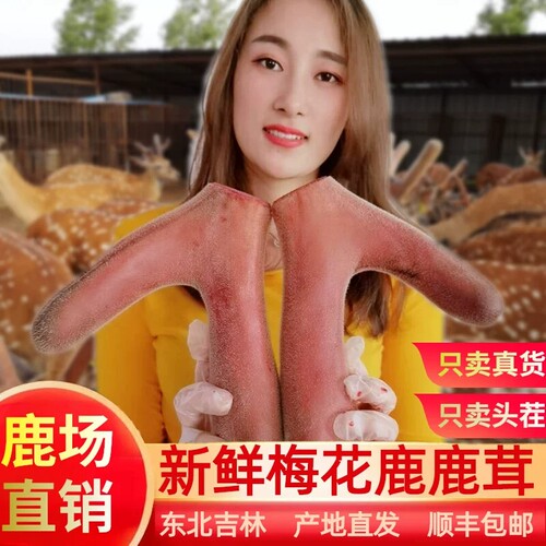 2026年新割梅花鹿头茬整枝鲜鹿茸
