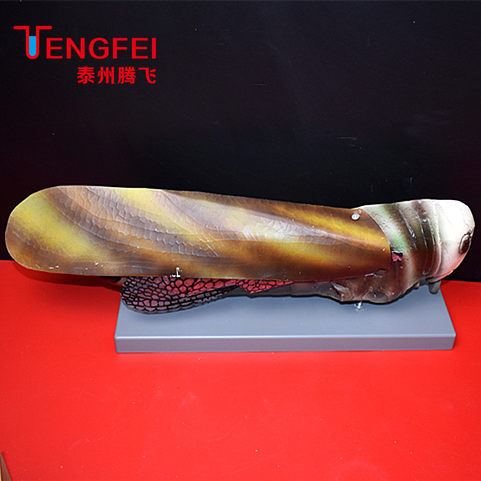 j3210 蝗虫解剖 放大模型 生物器材 教学仪器 包邮