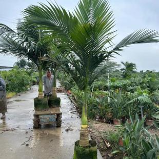 亚历山大椰子树大型落地绿植假槟榔庭院阳台盆栽耐旱室外植物耐旱