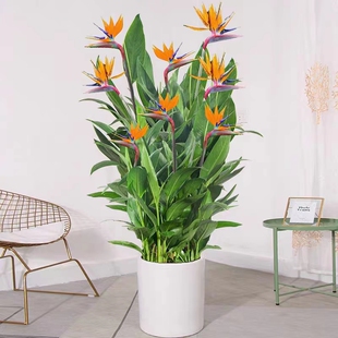 富贵鸟带花盆栽鹤望兰客厅室内吸甲醛大型绿植办公室四季花卉植物