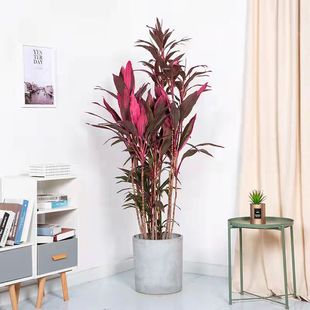 红叶朱蕉盆栽观叶盆景大型室内外吸甲醛绿植花卉水培红叶铁植物