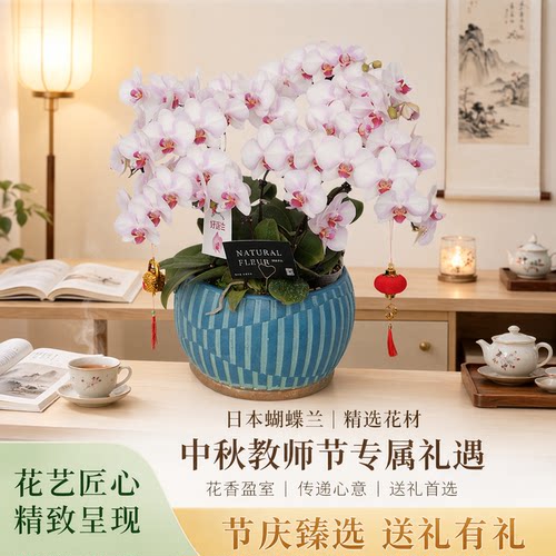高端品质日本蝴蝶兰带花盆栽