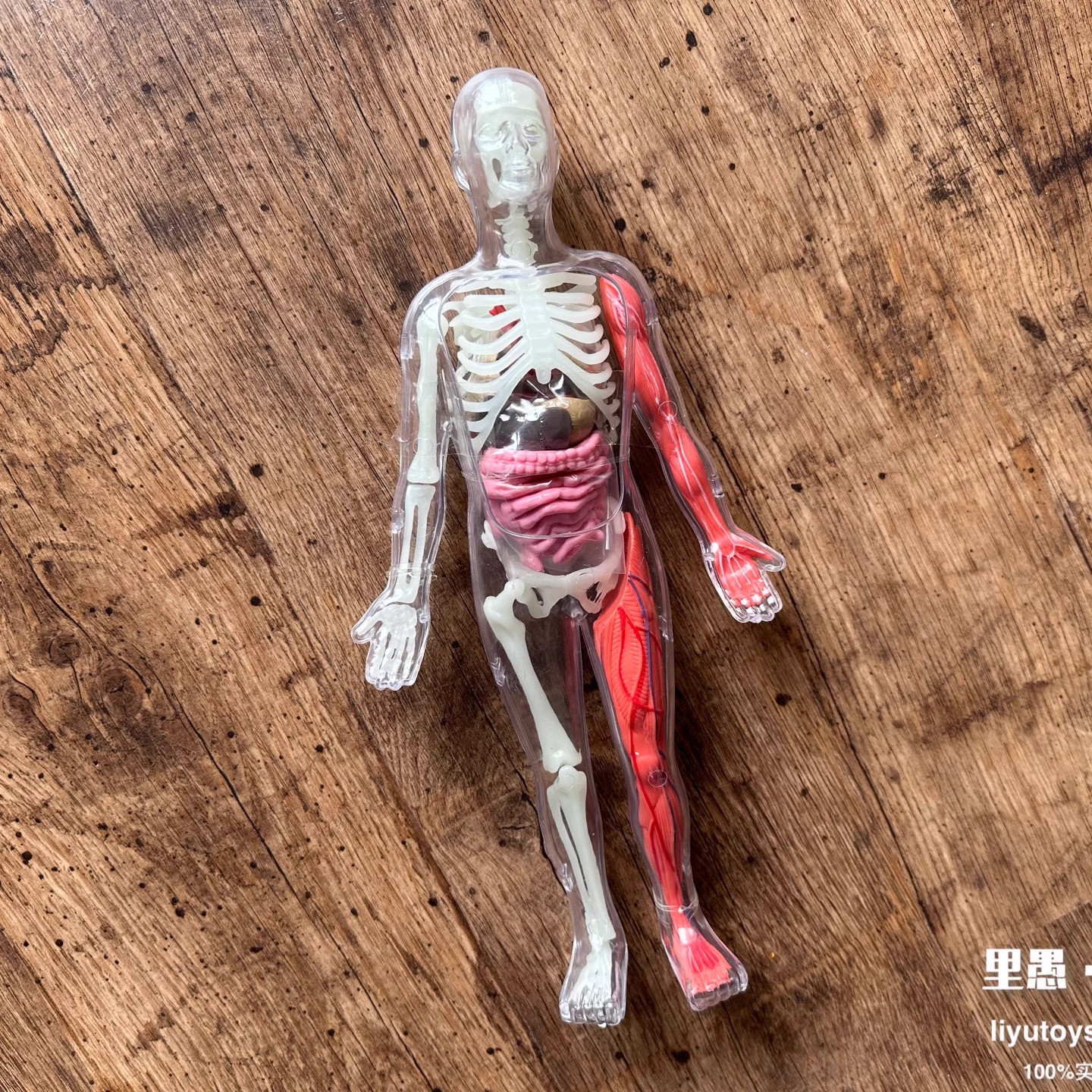 stem玩具解剖人人体模型软胶器官