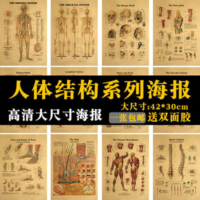 医学医院复古人体解剖海报
