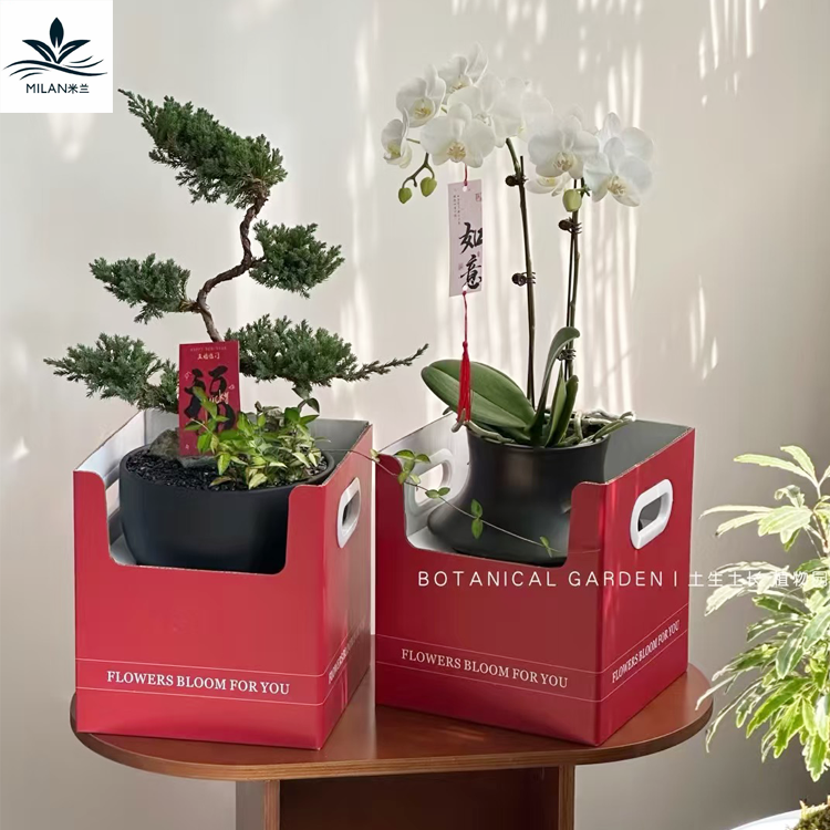 新年蝴蝶兰盆栽插花礼盒绿植冬青盆栽手提花盒红色喜庆礼物包装盒,鲜花速递/花卉仿真/绿植园艺,花艺包装盒,淘宝优惠券,粉丝福利购,淘宝优惠卷