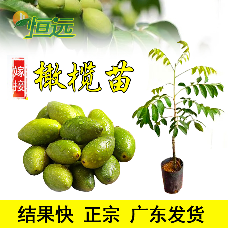 橄榄果树苗嫁接苗多果