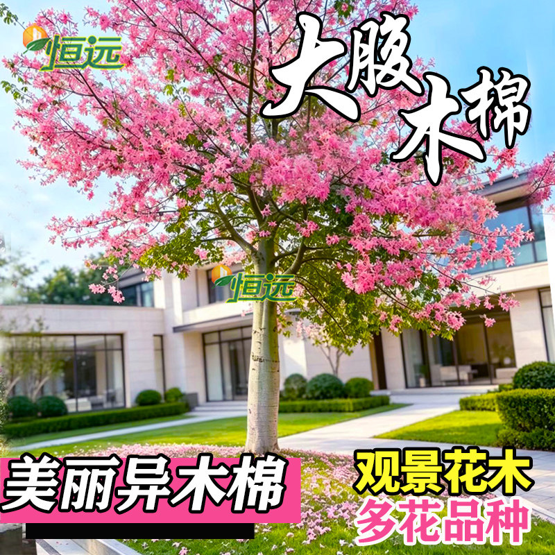 木棉花树苗美丽异木棉苗美人树大腹木棉苗红花木棉英雄树庭院绿化