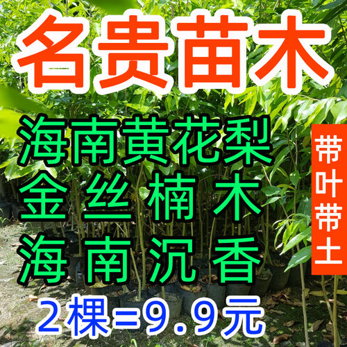 金丝楠木树苗黄花梨沉香降香黄檀