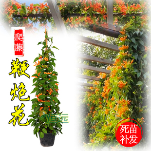 攀爬植物炮仗花苗 鞭炮花苗 红爆竹花 油麻藤 围墙栏杆攀援花卉
