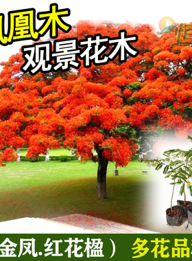 名贵树苗凤凰木树苗红花楹树苗金凤花火树洋楹庭院地栽盆栽风景树