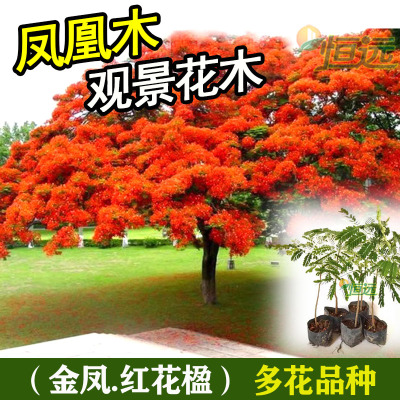 凤凰木树苗红花楹苗绿化树苗