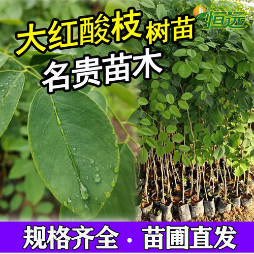 大红酸枝树苗交趾黄檀苗酸枝木