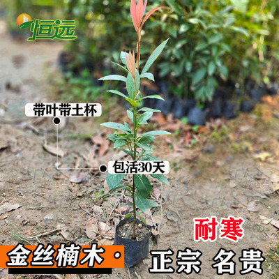 正宗四川金丝楠木树苗名贵树苗