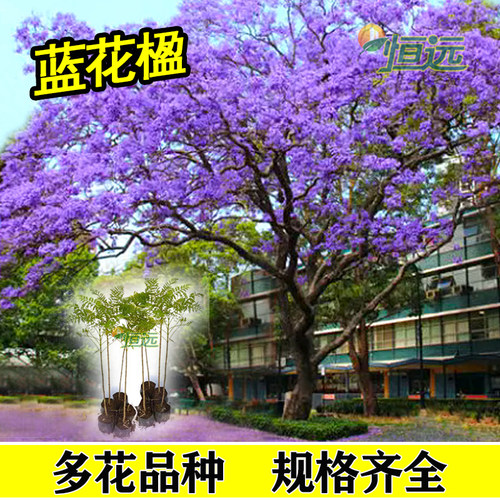 蓝花楹树苗珍贵观花苗木原产巴西