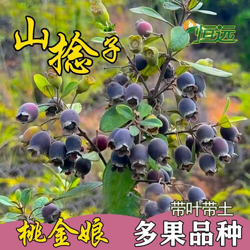 桃金娘苗山捻子树苗当年结果
