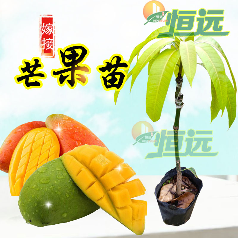 芒果树苗嫁接苗芒果苗盆栽金煌芒大青芒澳芒贵妃芒果苗当年结果