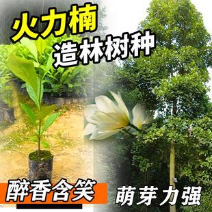 火力楠树苗正宗醉香含笑树苗名贵苗木庭院四季常青盆栽行道树苗