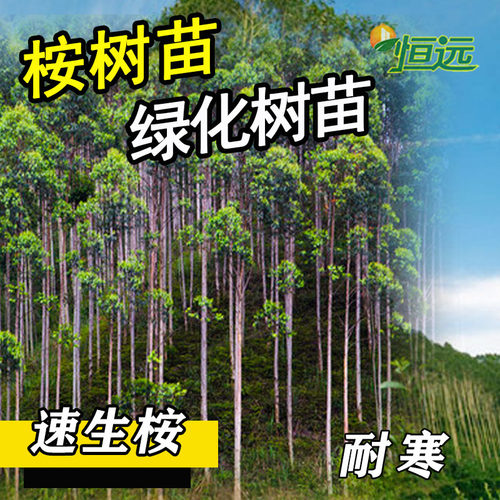 桉树苗速生桉苗广29广9苗耐寒