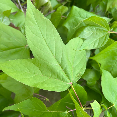 野生新鲜枫香叶三角枫叶乌黑米饭传统染料枫树叶子糯米天然染色