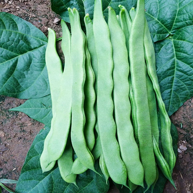 荷兰绿冠芸豆种子油豆角扁芸豆种籽早熟高产秋季播豆类蔬菜种孑
