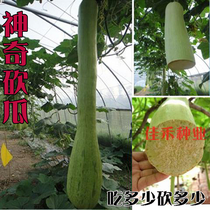 砍瓜种籽子孑种苗春季夏秋季观赏阳台爬藤搭架特大吊瓜种籽菜瓜
