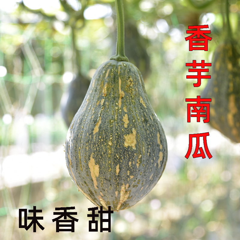 广东省香芋南瓜种籽种子小南瓜种孑板栗味香甜春季播蔬菜种苗农家 鲜花速递/花卉仿真/绿植园艺 种苗/半成品盆栽 原图主图