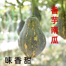 广东省香芋南瓜种籽种子小南瓜种孑板栗味香甜春季 播蔬菜种苗农家