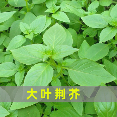 荆芥菜种籽苗河南大叶荆棘种子孑四季阳台盆栽荆菜蔬菜南方种植