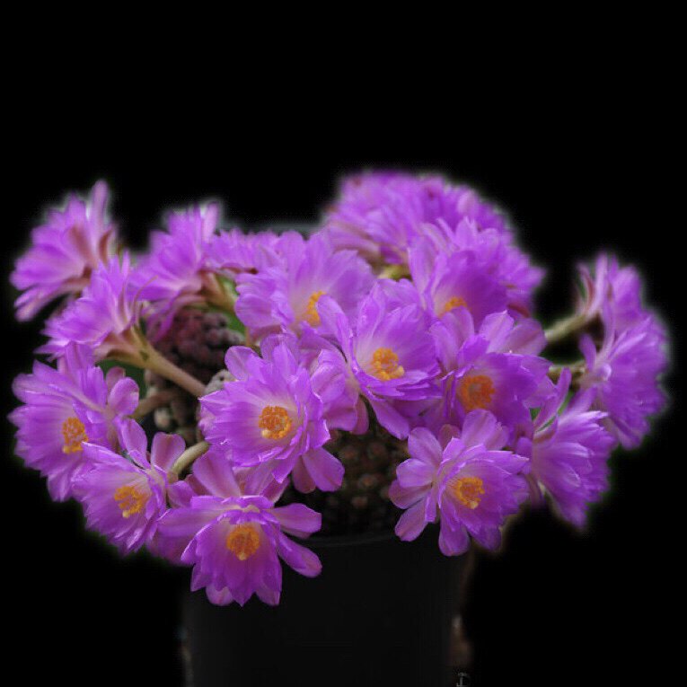 黛丝疣沙堡疣开花多肉植物仙人球群生一物一拍粉紫色开花乳突属