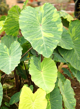 花叶柠檬壁虎海芋 Colocasia esculenta Lemon Lime喜阳耐阴盆栽