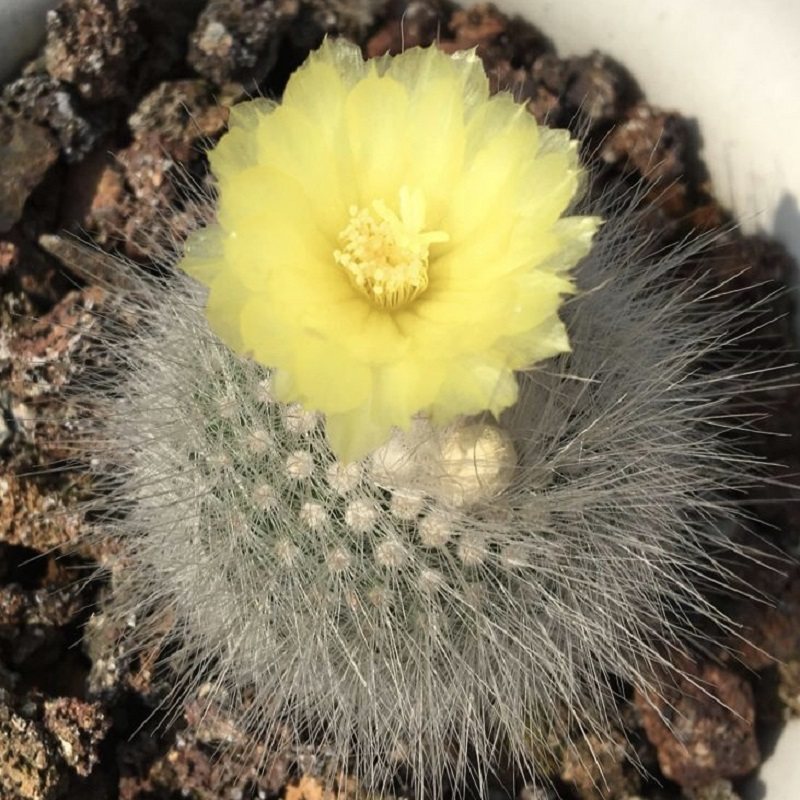 白小町丁仙人球多肉植物软刺不扎手一物一拍非偏远地区满68包邮