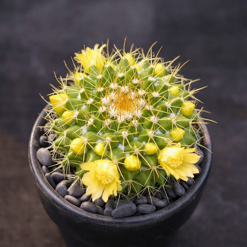 金洋丸实生仙人球 乳突球属黄绿色球体多肉植物绿花绿植盆栽花卉