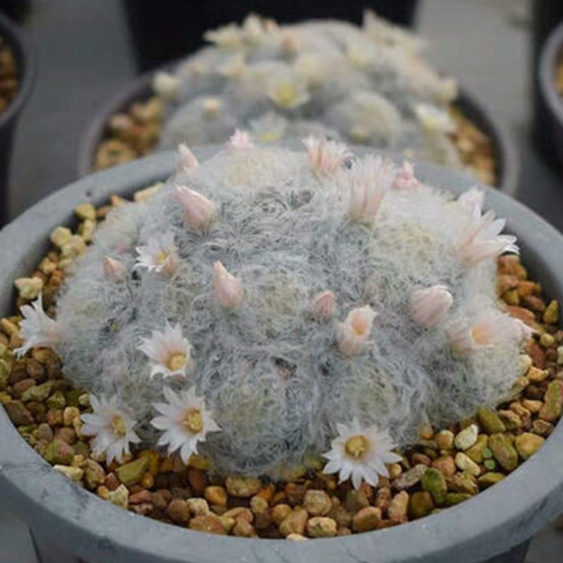 粉花白星仙人球多肉植物一物一拍乳突球白毛开花美花丽花不扎手,鲜花速递/花卉仿真/绿植园艺,多肉植物,淘宝优惠券,粉丝福利购,淘宝优惠卷