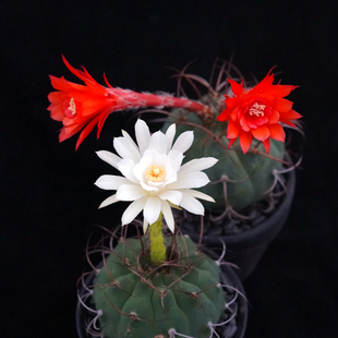 奇仙玉无刺仙人球实生一物一拍开花红白花大花丽花美花仙人掌