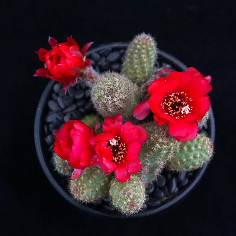 绯红皇后杂交白檀仙人球大花美花丽花一物一拍多肉植物绿植盆栽