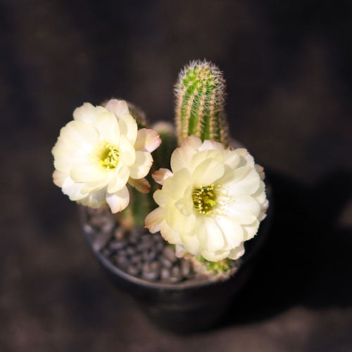 耐晒喜光耐寒马尔文易成活