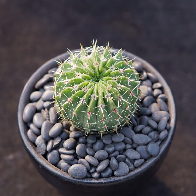 白狮子仙人球绿植盆栽多肉植物仙人掌防辐射室内阳台花卉南国玉