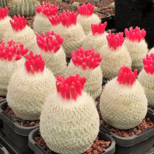 月世界多肉植物 一物一拍 进口种源侧芽自根月世界属 仙人球柱掌