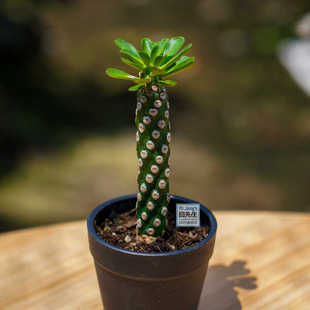 无刺霸王鞭仙人球大戟科大戟属潮流块根植物趣味仙人掌小众精品