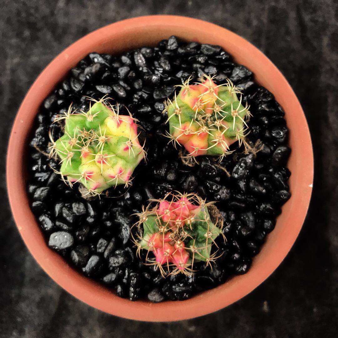 实生翠晃冠锦02开花仙人球仙人掌 防辐射多肉植物组合盆栽翠晃冠