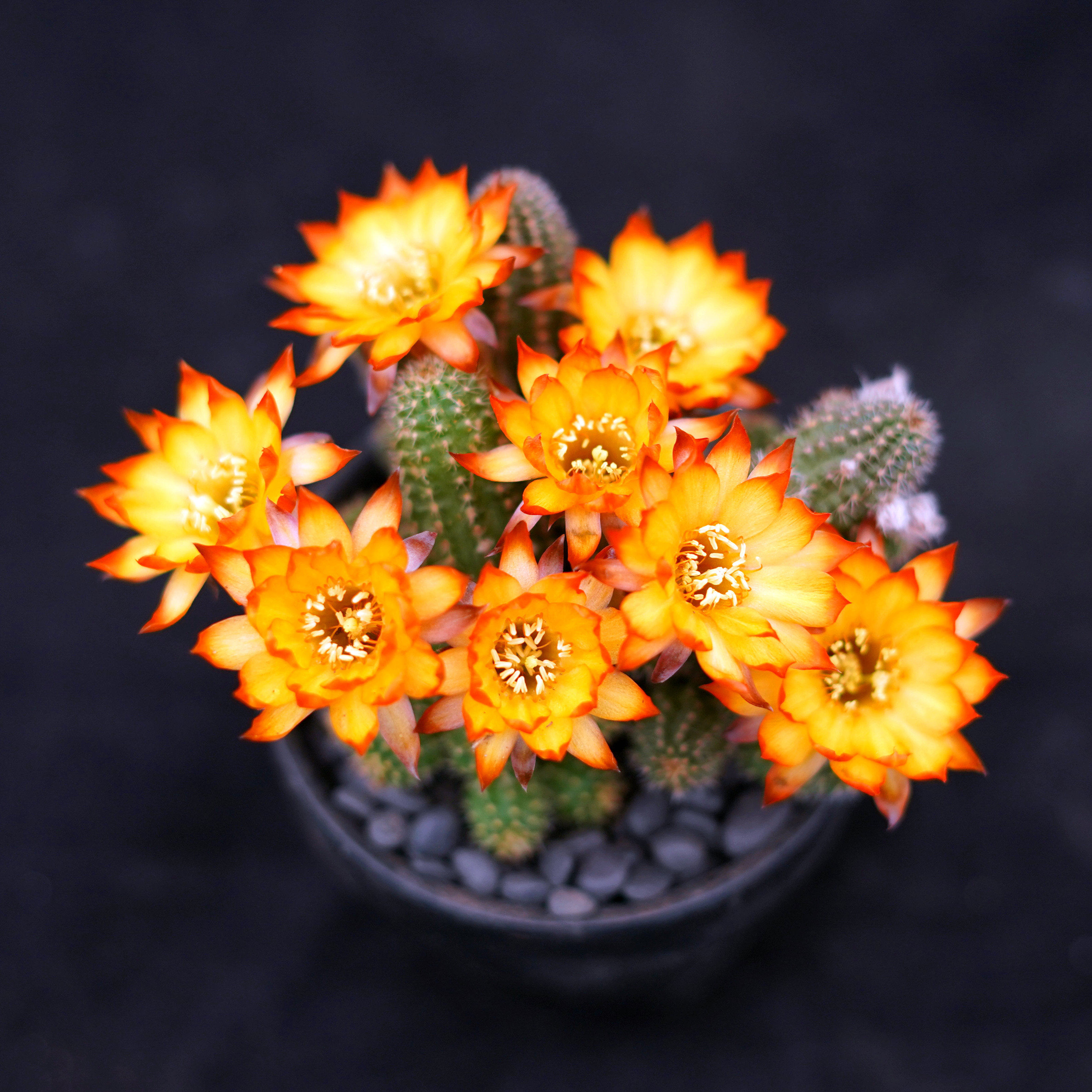 林肯的阳光之吻白檀杂交一物一拍大美丽花多肉植物绿植盆栽花