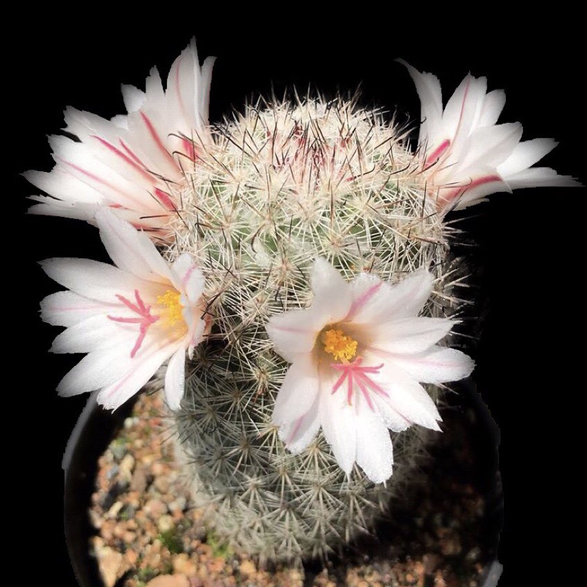 白天丸乳突属多肉植物实生仙人球一物一拍稀有爱开花品种